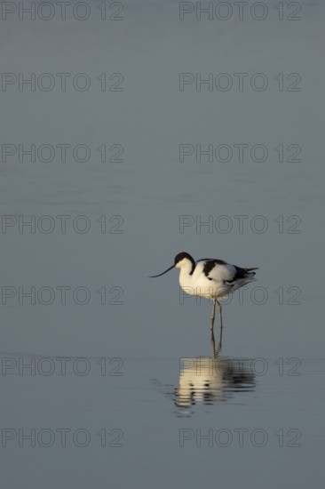 Pied avocet (Recurvirostra avosetta) adult wading bird in the water of a shallow lagoon, RSPB