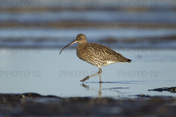 Eurasian curlew (Numenius arquata) adult wading bird walking in a coastal pool, Norfolk, England,