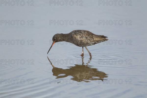 Spotted redshank (Tringa erythropus) adult male wading bird in summer plumage in a shallow lagoon,