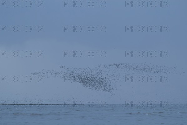 Red knot (Calidris canutus) adult wading birds flying at hide tide in a flock over the sea, RSPB