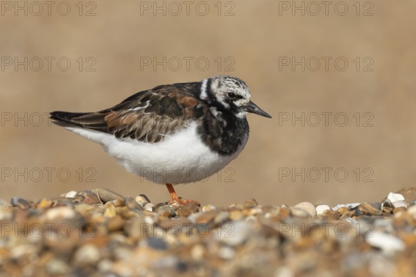 Ruddy turnstone (Arenaria interpres) adult wading bird in summer plumage on a beach, England,