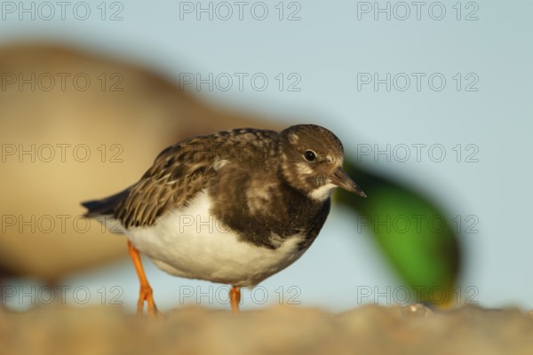 Ruddy turnstone (Arenaria interpres) adult wading bird in winter plumage on a beach, England,
