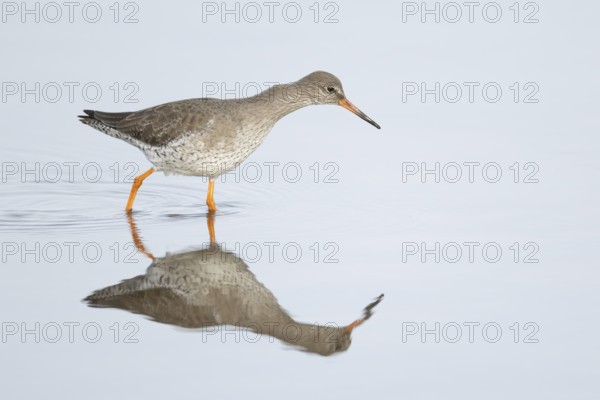Common redshank (Tringa totanus) adult wading bird in a shallow lagoon, RSPB Titchwell nature