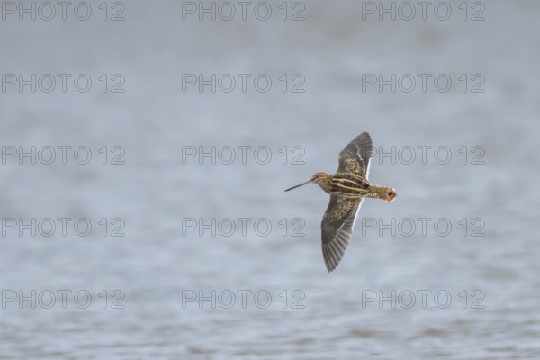 Common snipe (Gallinago gallinago) adult wading bird flying over a lake, Suffolk, England, United