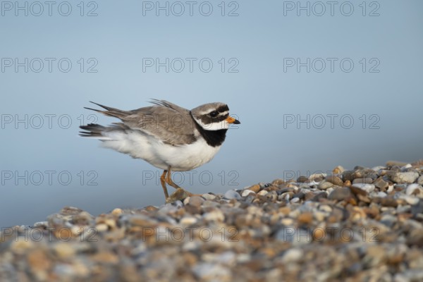 Ringed plover (Charadrius hiaticula) adult wading bird on a shingle beach, Suffolk, England, United