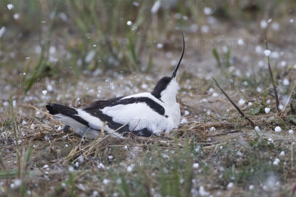 Pied avocet (Recurvirostra avosetta) adult wading bird sitting on a nest during a hail storm in