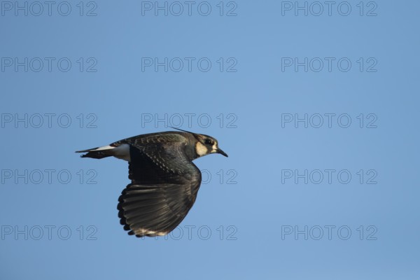 Northern lapwing (Vanellus vanellus) adult wading bird flying, RSPB Frampton marsh nature reserve,