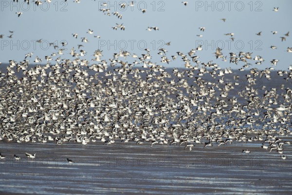 Red knot (Calidris canutus) and Eurasian oystercatcher (Haematopus ostralegus) adult wading birds