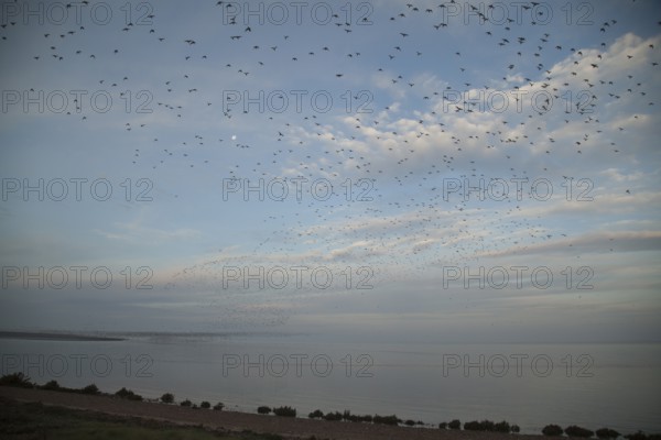 Red knot (Calidris canutus) flock of wading birds coming off The Wash at high tide to roost on