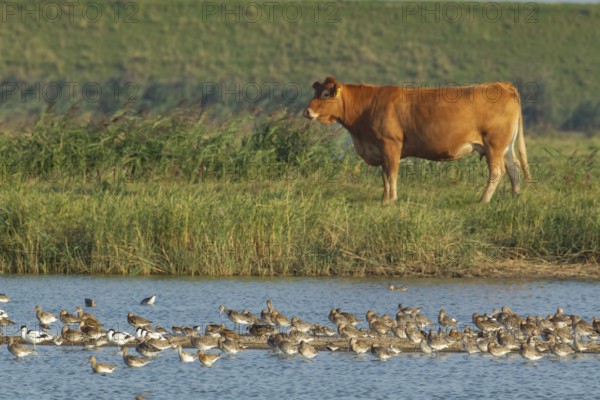 Black tailed godwit (Limosa limosa) adult wading birds on a shallow lagoon with a cow in the