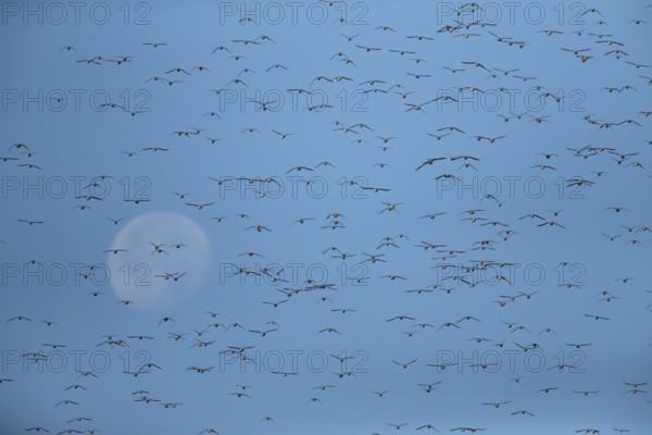 Red knot (Calidris canutus) adult wading birds in a flock in flight at hide tide with the moon in