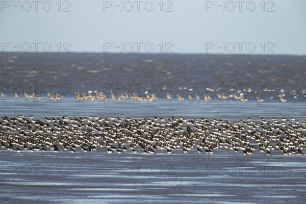 Eurasian oystercatcher (Haematopus ostralegus) adult wading birds in a flock on a beach, England,