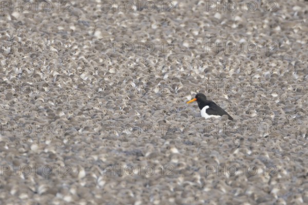 Eurasian oystercatcher (Haematopus ostralegus) adult wading bird amongst a flock of Red knot