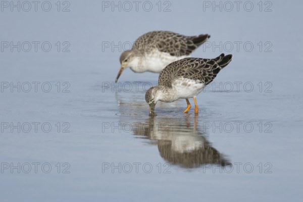 Ruff (Philomachus pugnax) two adult wading birds in winter plumage feeding in a shallow lagoon,