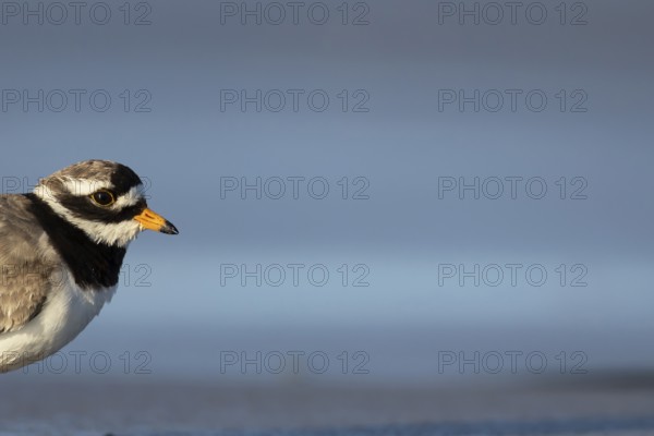Ringed plover (Charadrius hiaticula) adult wading bird head portrait, Norfolk, England, United