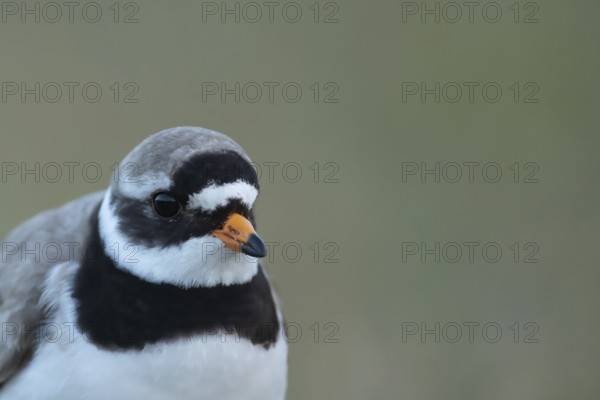 Ringed plover (Charadrius hiaticula) adult wading bird head portrait, Suffolk, England, United