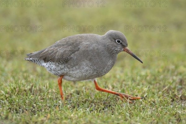 Common redshank (Tringa totanus) adult wading bird in a grass field, RSPB Frampton marsh nature