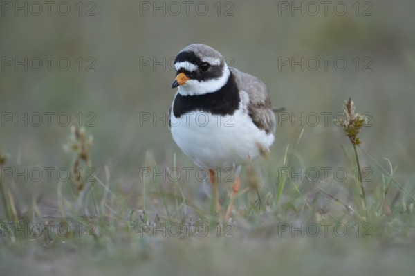 Ringed plover (Charadrius hiaticula) adult wading bird amongst vegetation on a beach, Suffolk,