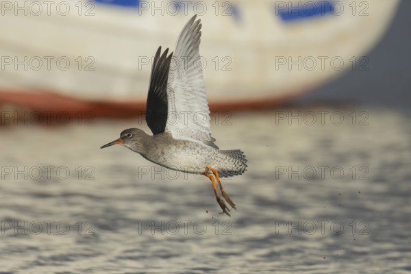 Common redshank (Tringa totanus) adult wading bird taking off in flight, Norfolk, England, United