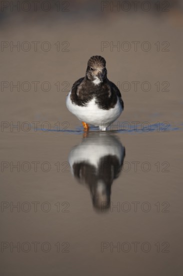 Ruddy turnstone (Arenaria interpres) adult wading bird in winter plumage in a coastal lagoon,