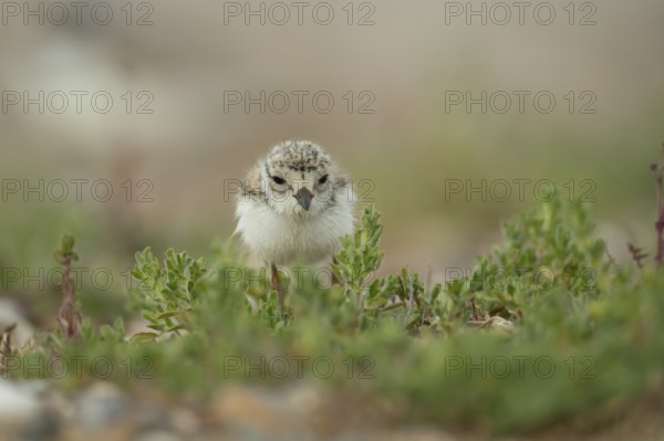 Ringed plover (Charadrius hiaticula) juvenile baby wading bird amongst vegetation on a beach,