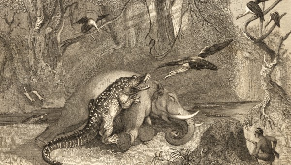 The dead elephant, young animal, crocodile with open mouth, hunter with rifle, kill, eat, vulture,