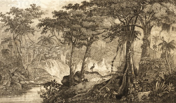 Brazilian rainforest, Brazil, inner tropics, endangered natural landscape, climate change, logging,