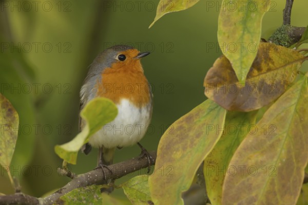 European robin (Erithacus rubecula) adult garden bird in a magnolia tree with autumn colour leaves,