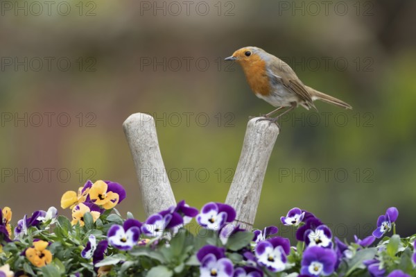 European robin (Erithacus rubecula) adult garden bird on a pair of shears handle in a plant pot