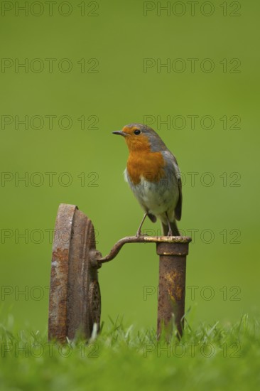European robin (Erithacus rubecula) adult garden bird on a metal iron on a grass lawn in spring,