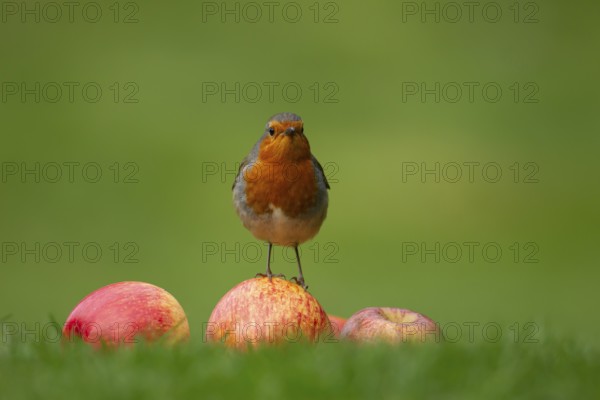 European robin (Erithacus rubecula) adult garden bird on apples fruit on a grass lawn, England,