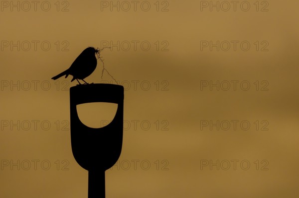 European robin (Erithacus rubecula) adult garden bird on a fork handle with nesting material in its
