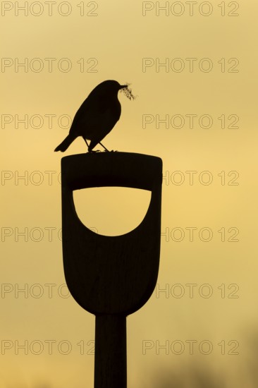 European robin (Erithacus rubecula) adult garden bird on a fork handle with nesting material in its