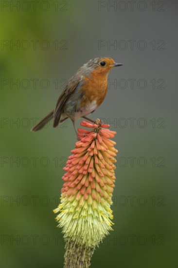 European robin (Erithacus rubecula) adult garden bird on a Red hot poker plant flower spike in