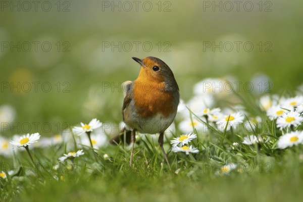 European robin (Erithacus rubecula) adult garden bird on a grass lawn with daisy flowers in spring,