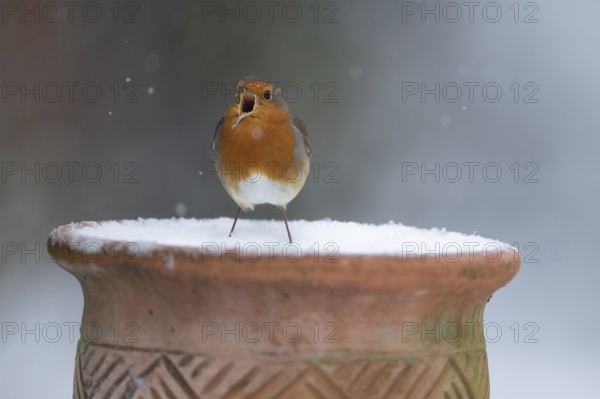 European robin (Erithacus rubecula) adult garden bird singing on a snow covered plant pot in
