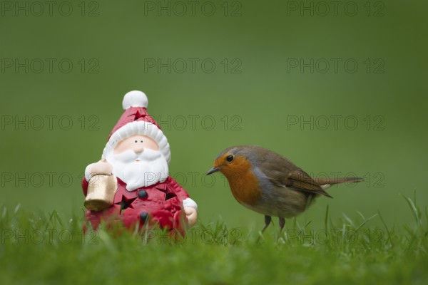 European robin (Erithacus rubecula) adult garden bird next to a Father Chrstmas or Santa figure on