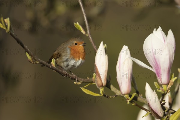 European robin (Erithacus rubecula) adult garden bird singing in a magnolia tree with blossom