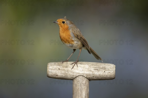 European robin (Erithacus rubecula) adult garden bird on a fork handle in spring, Suffolk, England,
