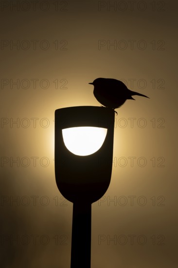 European robin (Erithacus rubecula) adult garden bird on a fork handle silhouette at sunrise in