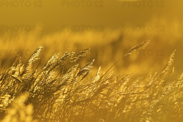 Common reed (Phragmites australis) plants reedbed backlit at sunset, RSPB Minsmere nature reserve,