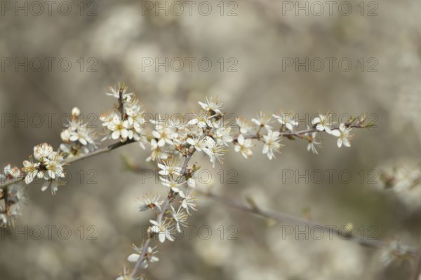 Blackthorn or Sloe (Prunus spinosa) plants bush blossom flowers in a hedgerow in spring, Suffolk,