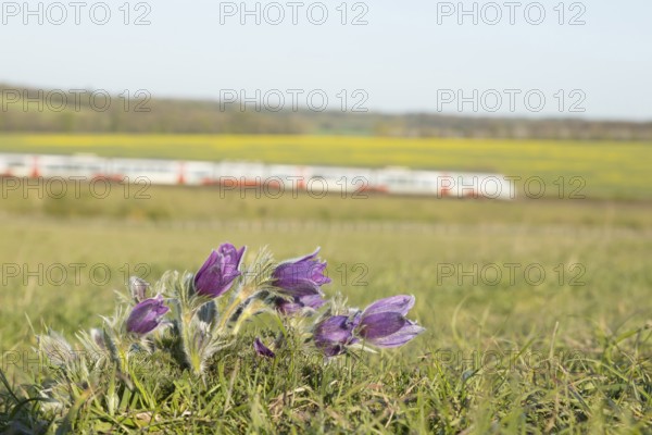 Pasqueflower (Pulsatilla vulgaris) wild plant flowers on a grass bank with a train passing by in