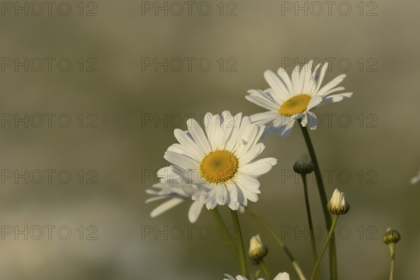 Oxeye daisy (Leucanthemum vulgare) plant wildflower flowers in a meadow in summer, Suffolk,