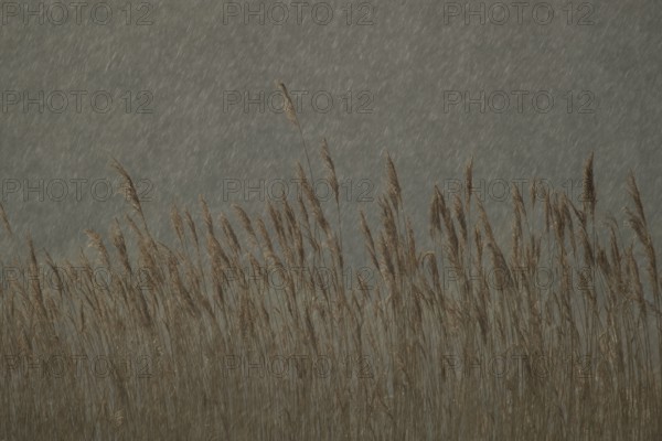 Common reed (Phragmites australis) plants reedbed in a rain storm, RSPB Minsmere nature reserve,