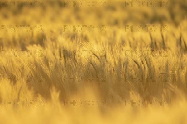 Barley (Hordeum vulgare) farm crop plants backlit in summer before harvest, Suffolk, England,