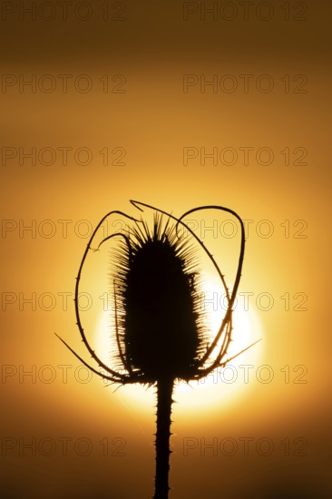 Teasel (Dipsacus fullonum) plant seedhead silhouette at sunset, RSPB Frampton marsh nature reserve,
