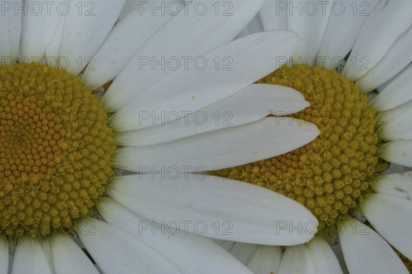 Oxeye daisy (Leucanthemum vulgare) single flower on top of another in summer, Suffolk, England,