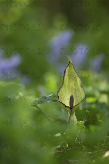 Lords and Ladies (Arum maculatum) arum lily plant wildflower flower in a bluebell wood in spring,