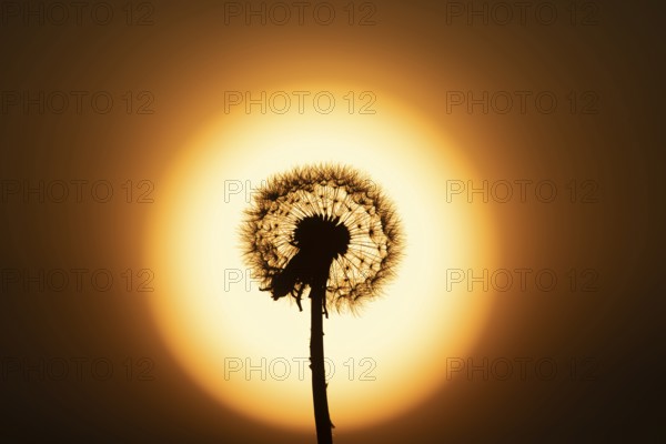 Common dandelion (Taraxacum officinale) plant wildflower seedhead silhouette at sunset, Wales,
